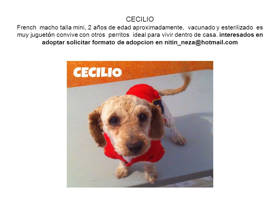 CECILIO French macho talla mini, 2 años de edad aproximadamente, vacunado y esterilizado es muy juguetón convive con otros perritos ideal para vivir dentro de casa.
