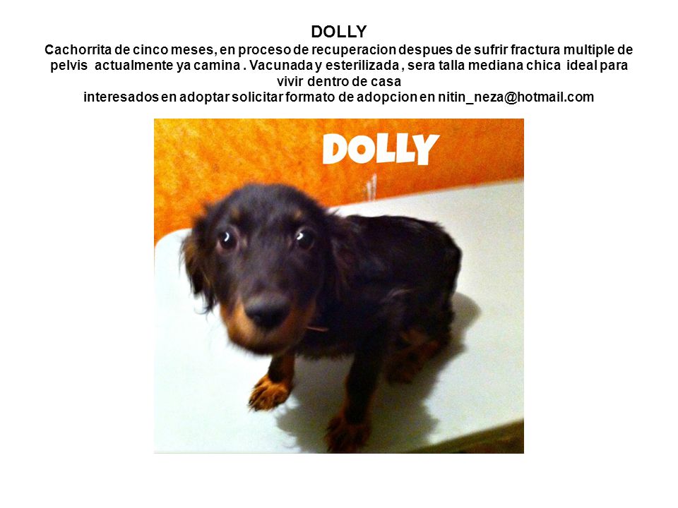 DOLLY Cachorrita de cinco meses, en proceso de recuperacion despues de sufrir fractura multiple de pelvis actualmente ya camina .