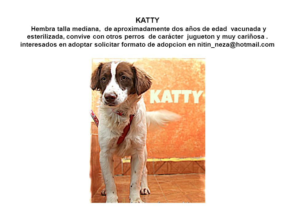 KATTY Hembra talla mediana, de aproximadamente dos años de edad vacunada y esterilizada, convive con otros perros de carácter jugueton y muy cariñosa .