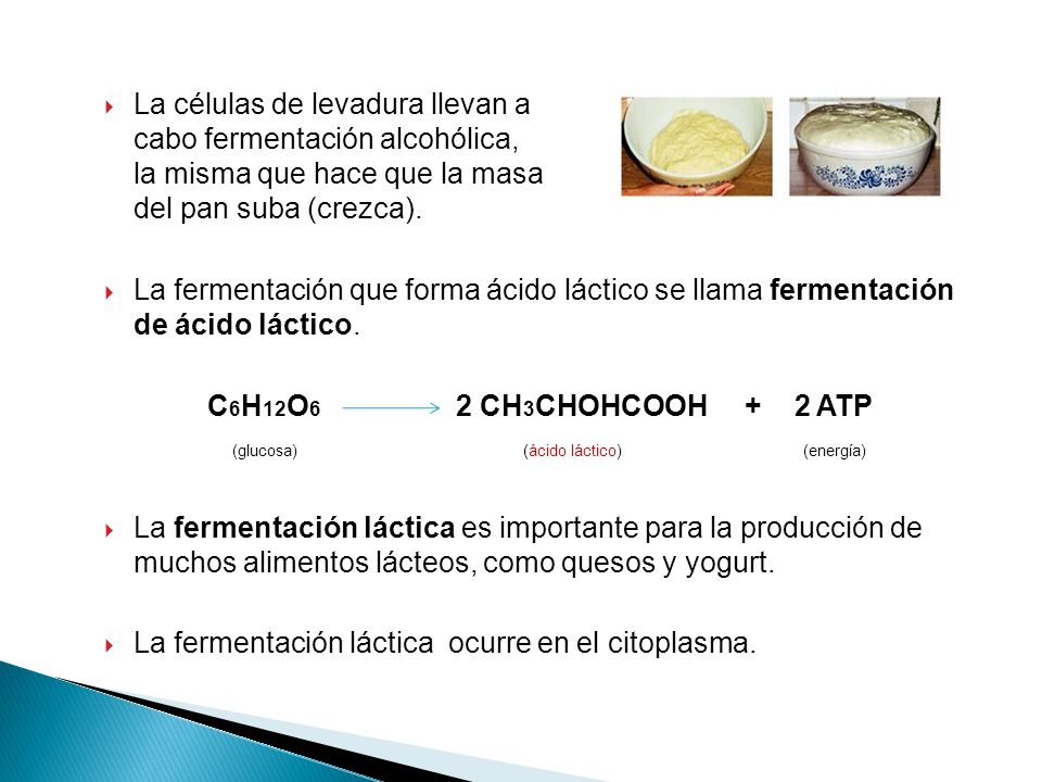 La células de levadura llevan a cabo fermentación alcohólica, la misma que hace que la masa del pan suba (crezca).