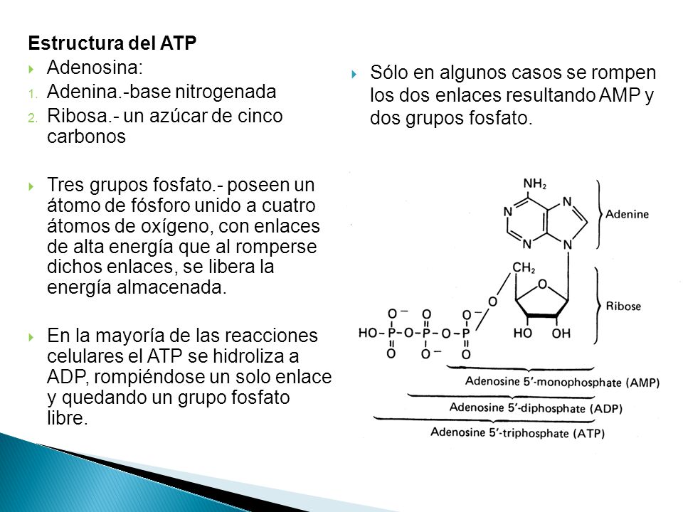 Estructura del ATP Adenosina: Adenina.-base nitrogenada. Ribosa.- un azúcar de cinco carbonos.