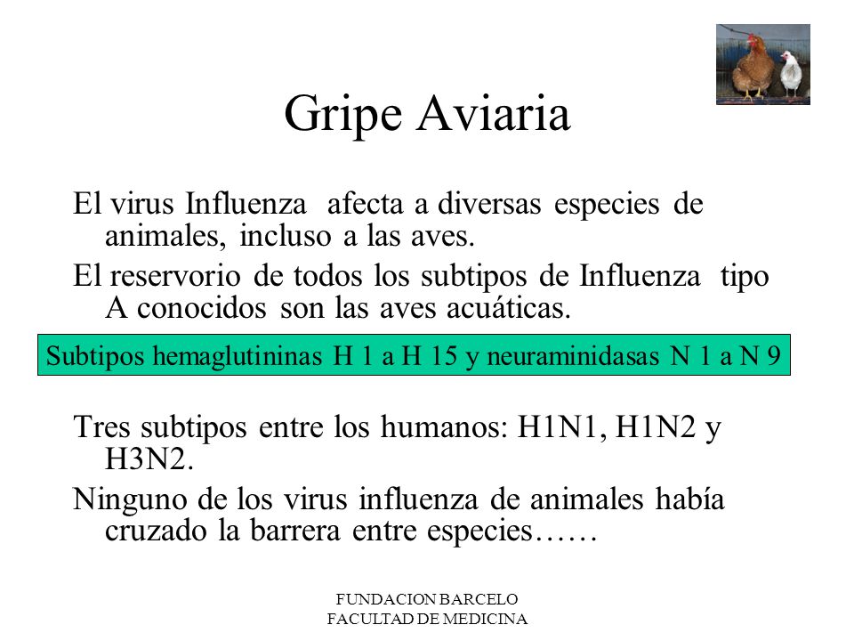 Gripe Aviaria El virus Influenza afecta a diversas especies de animales, incluso a las aves.
