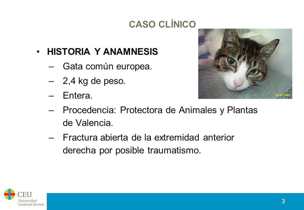 CASO CLÍNICO HISTORIA Y ANAMNESIS. Gata común europea. 2,4 kg de peso. Entera. Procedencia: Protectora de Animales y Plantas de Valencia.