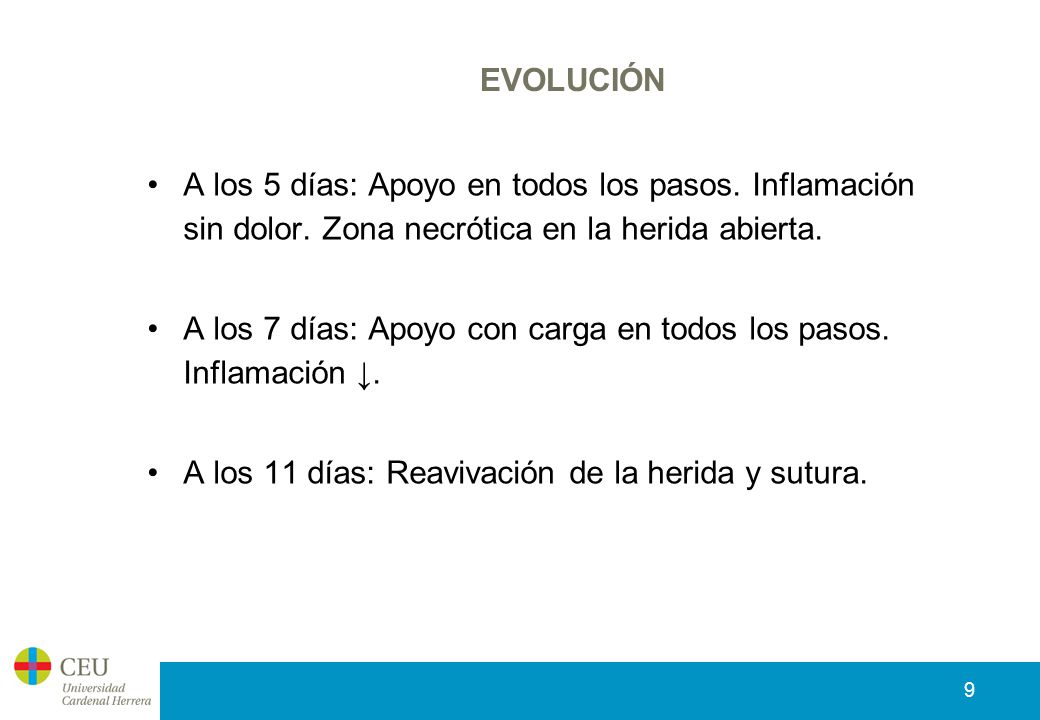 EVOLUCIÓN A los 5 días: Apoyo en todos los pasos. Inflamación sin dolor. Zona necrótica en la herida abierta.