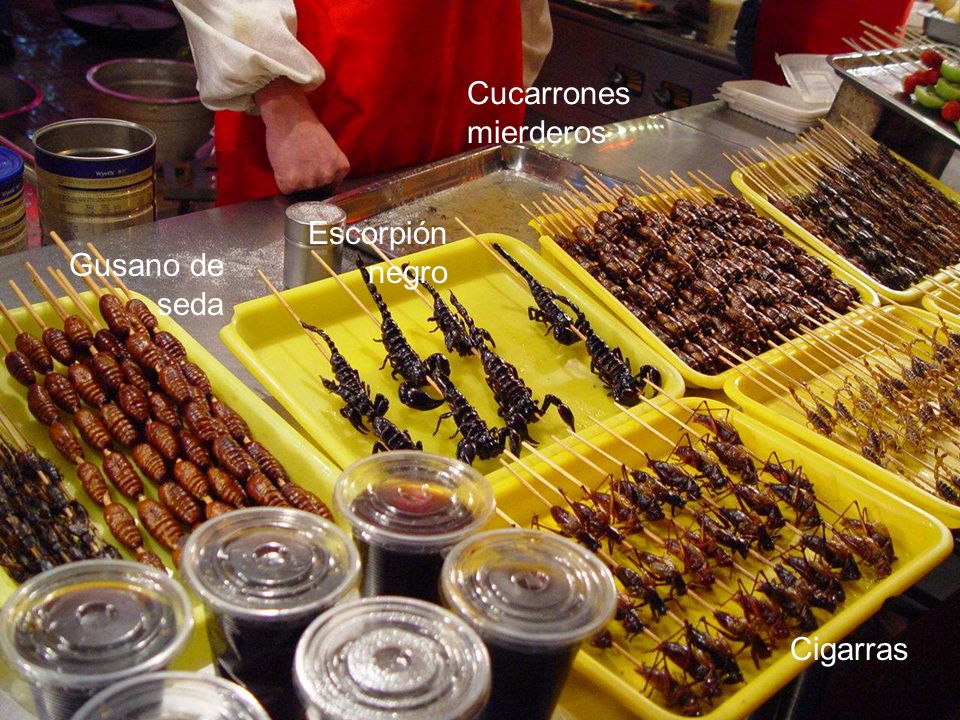 Cucarrones mierderos Escorpión negro Gusano de seda Cigarras