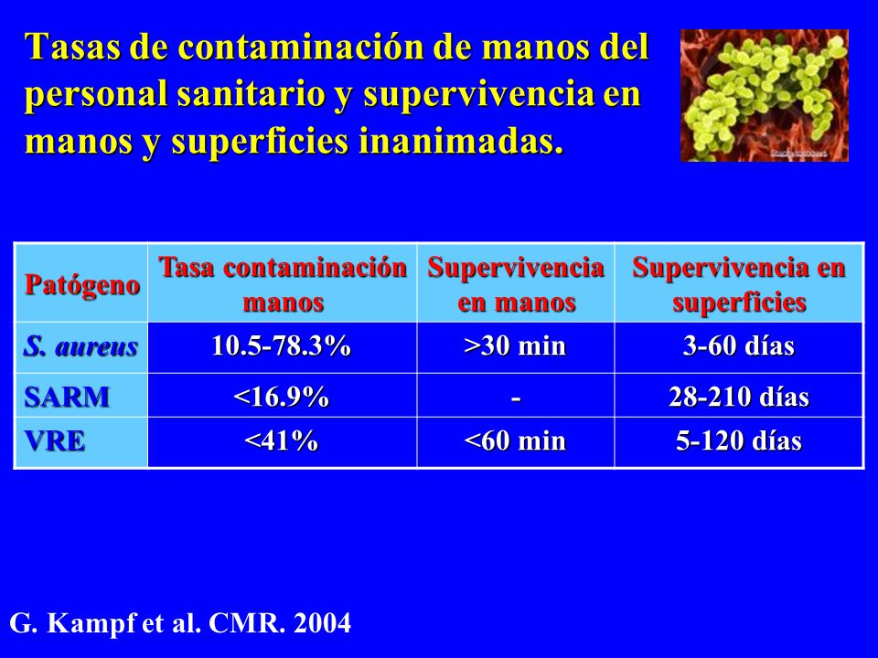 Tasas de contaminación de manos del personal sanitario y supervivencia en manos y superficies inanimadas.