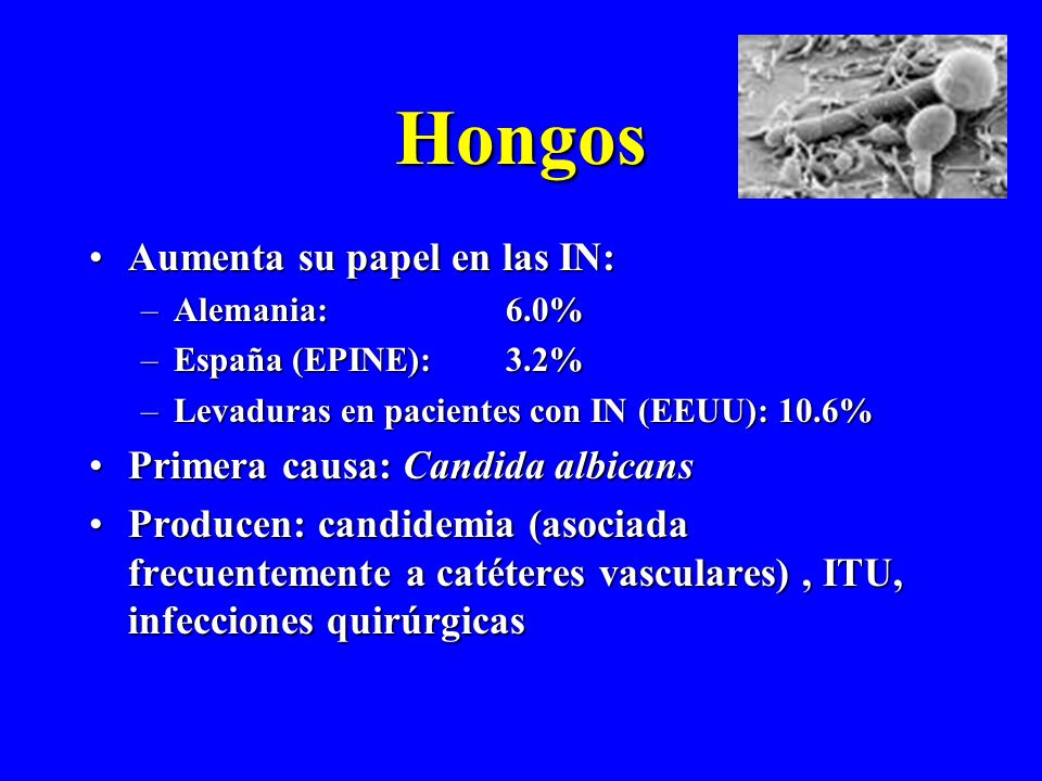 Hongos Aumenta su papel en las IN: Primera causa: Candida albicans