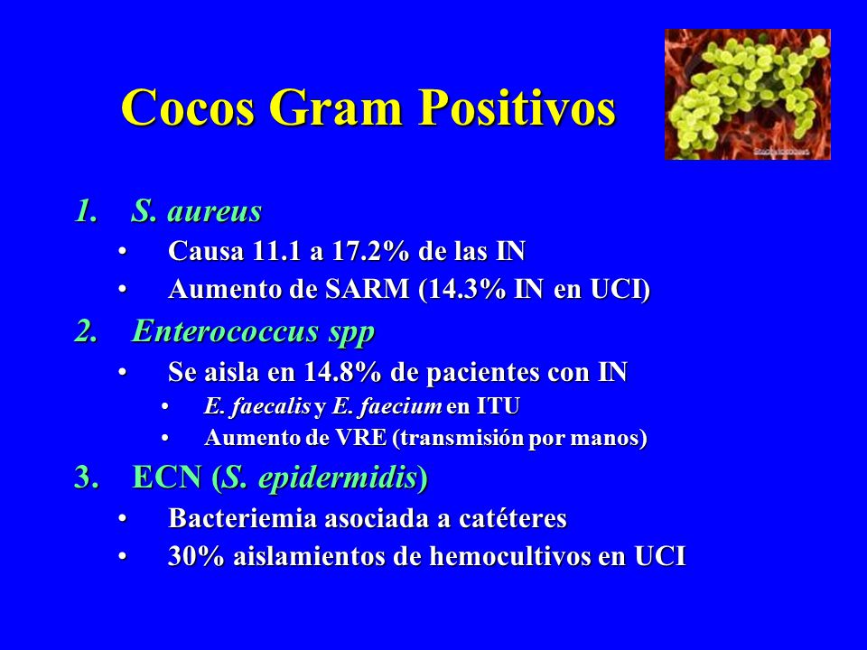 Cocos Gram Positivos S. aureus Enterococcus spp ECN (S. epidermidis)