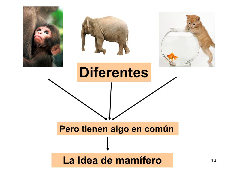 Diferentes Pero tienen algo en común La Idea de mamífero