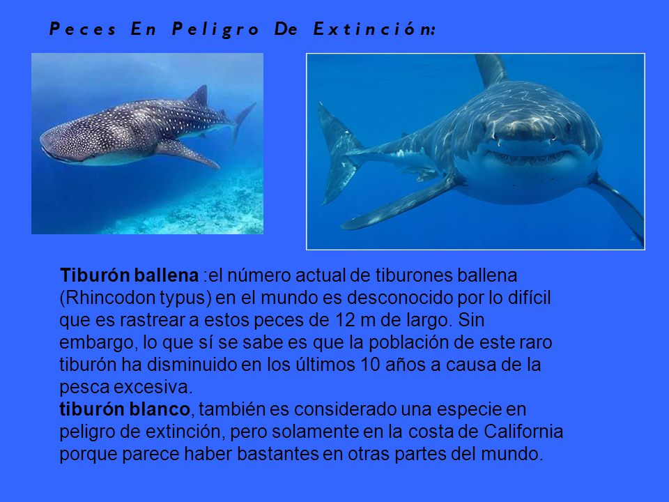 P e c e s E n P e l i g r o De E x t i n c i ó n: