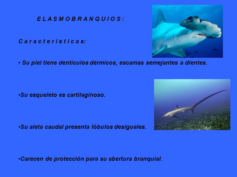 E L A S M O B R A N Q U I O S : C a r a c t e r i s t i c a s: Su piel tiene dentículos dérmicos, escamas semejantes a dientes.