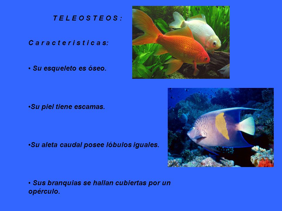 T E L E O S T E O S : C a r a c t e r i s t i c a s: Su esqueleto es óseo. Su piel tiene escamas.