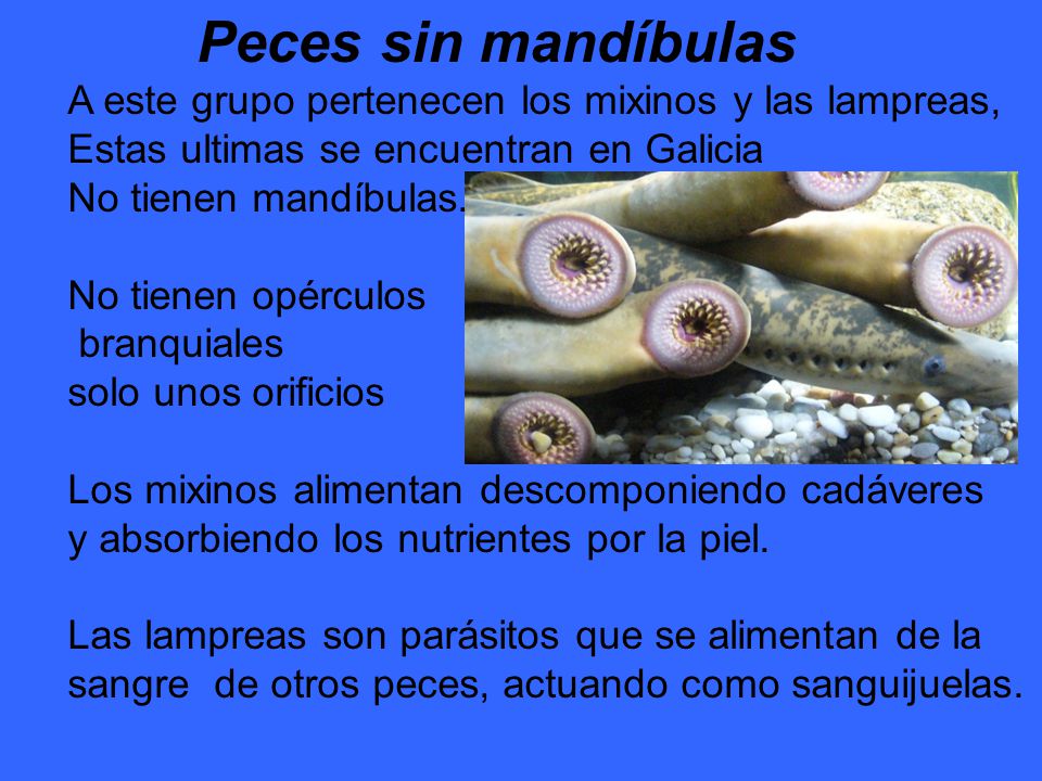 Peces sin mandíbulas A este grupo pertenecen los mixinos y las lampreas, Estas ultimas se encuentran en Galicia.