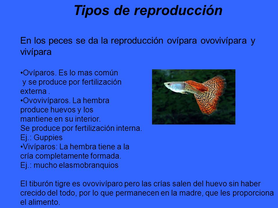 Tipos de reproducción En los peces se da la reproducción ovípara ovovivípara y. vivípara. Ovíparos. Es lo mas común.