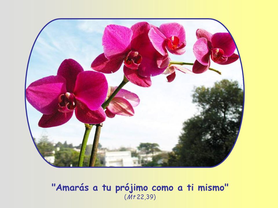 Amarás a tu prójimo como a ti mismo (Mt 22,39)