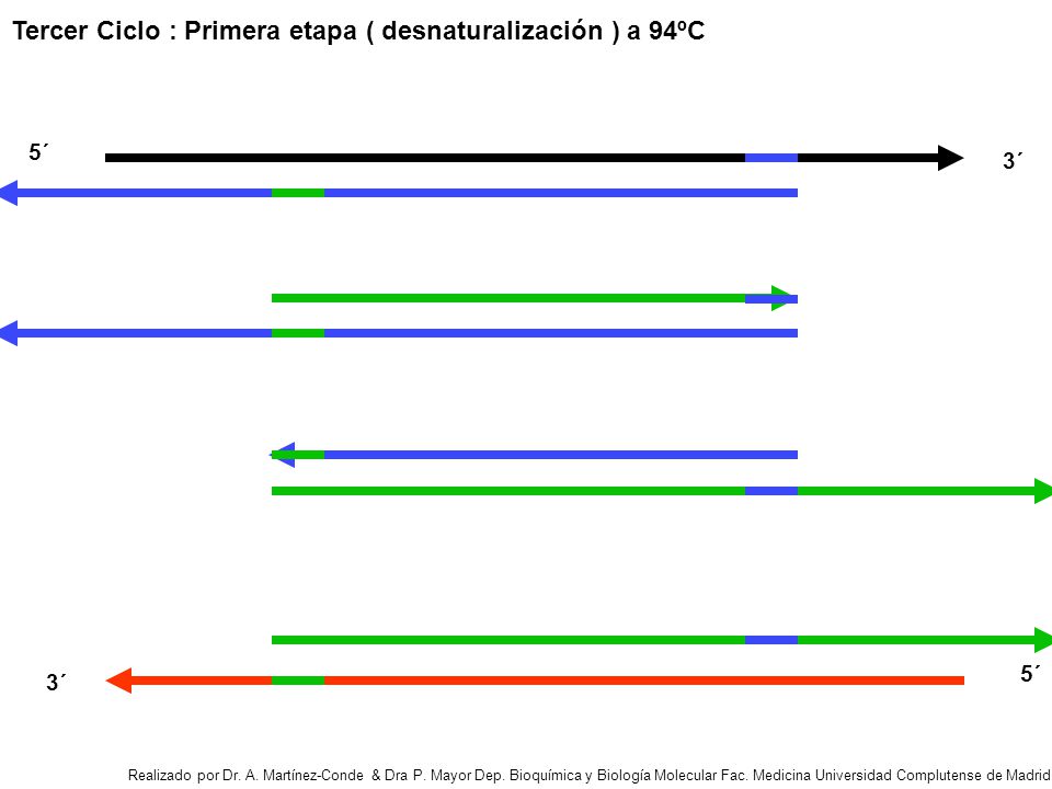 Tercer Ciclo : Primera etapa ( desnaturalización ) a 94ºC