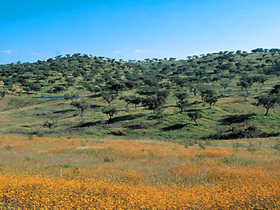 Diferencias. Dehesa (bosque claro de encinas o alcornoques). Encinas