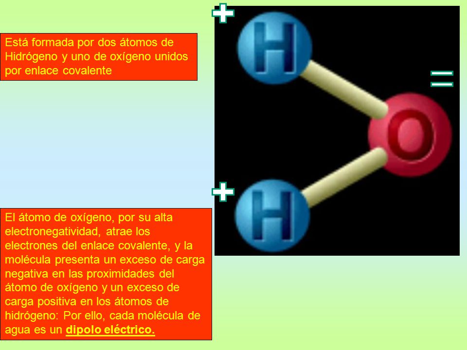 Está formada por dos átomos de Hidrógeno y uno de oxígeno unidos por enlace covalente