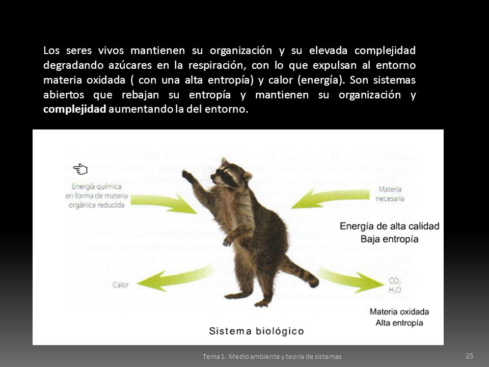 Los seres vivos mantienen su organización y su elevada complejidad degradando azúcares en la respiración, con lo que expulsan al entorno materia oxidada ( con una alta entropía) y calor (energía). Son sistemas abiertos que rebajan su entropía y mantienen su organización y complejidad aumentando la del entorno.
