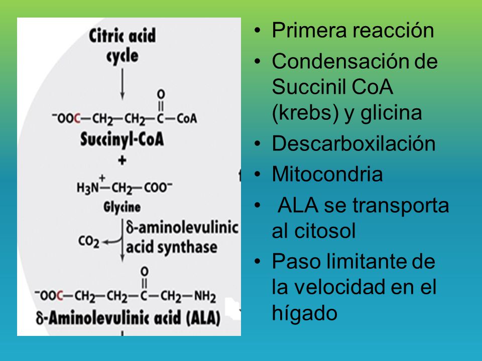 Primera reacción Condensación de Succinil CoA (krebs) y glicina. Descarboxilación. Mitocondria. ALA se transporta al citosol.