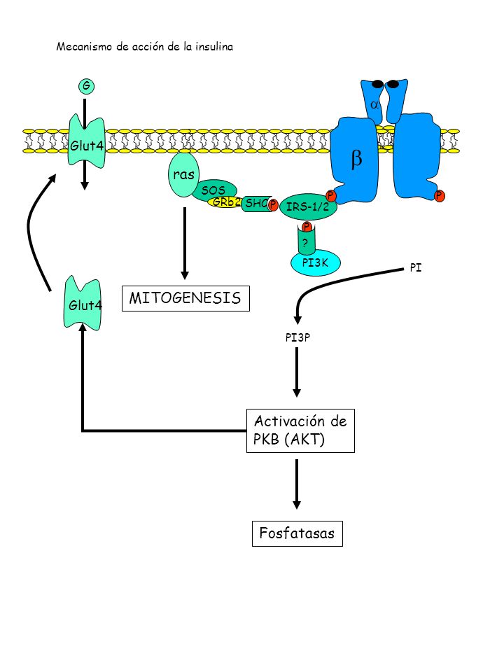   ras MITOGENESIS Activación de PKB (AKT) Fosfatasas Glut4 Glut4