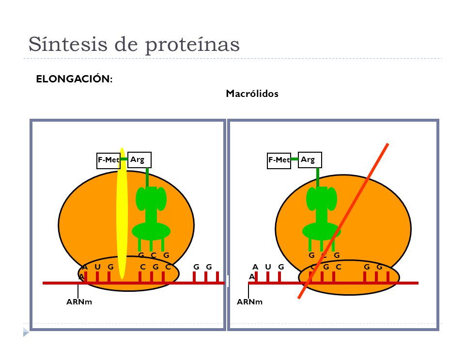 Síntesis de proteínas ELONGACIÓN: Macrólidos F-Met Arg F-Met Arg ARNm