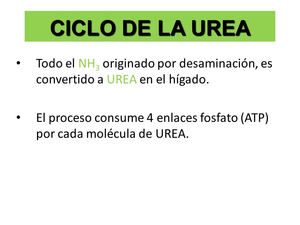 CICLO DE LA UREA Todo el NH3 originado por desaminación, es convertido a UREA en el hígado.