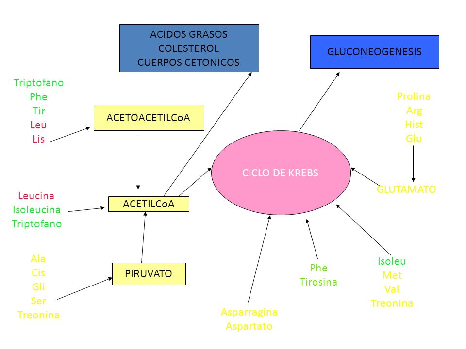 ACIDOS GRASOS COLESTEROL. CUERPOS CETONICOS. GLUCONEOGENESIS. Triptofano. Phe. Tir. Leu. Lis.