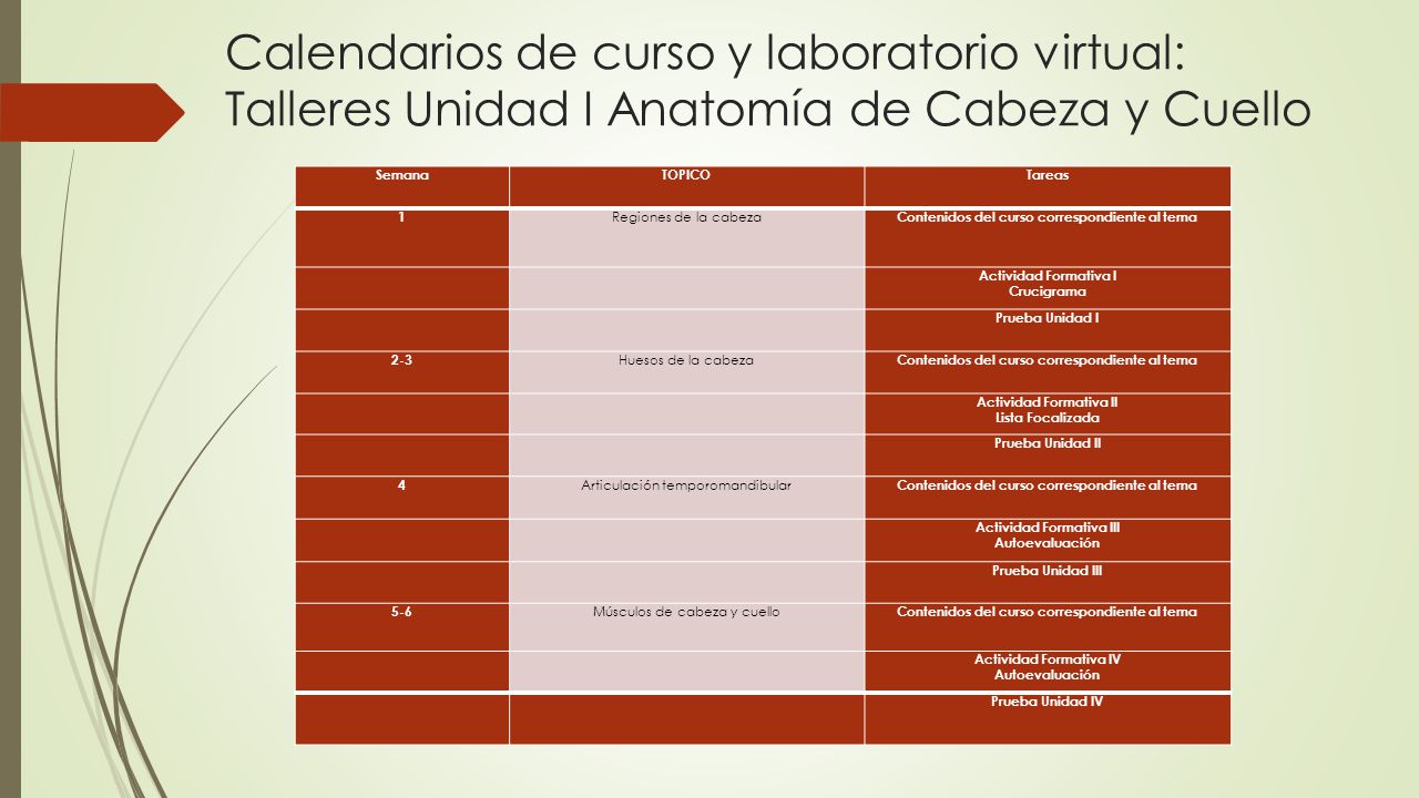 Calendarios de curso y laboratorio virtual: Talleres Unidad I Anatomía de Cabeza y Cuello