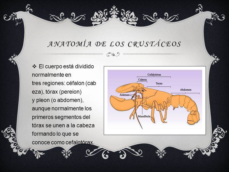 ANATOMÍA DE LOS CRUSTÁCEOS