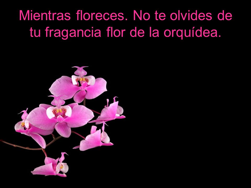Mientras floreces. No te olvides de tu fragancia flor de la orquídea.
