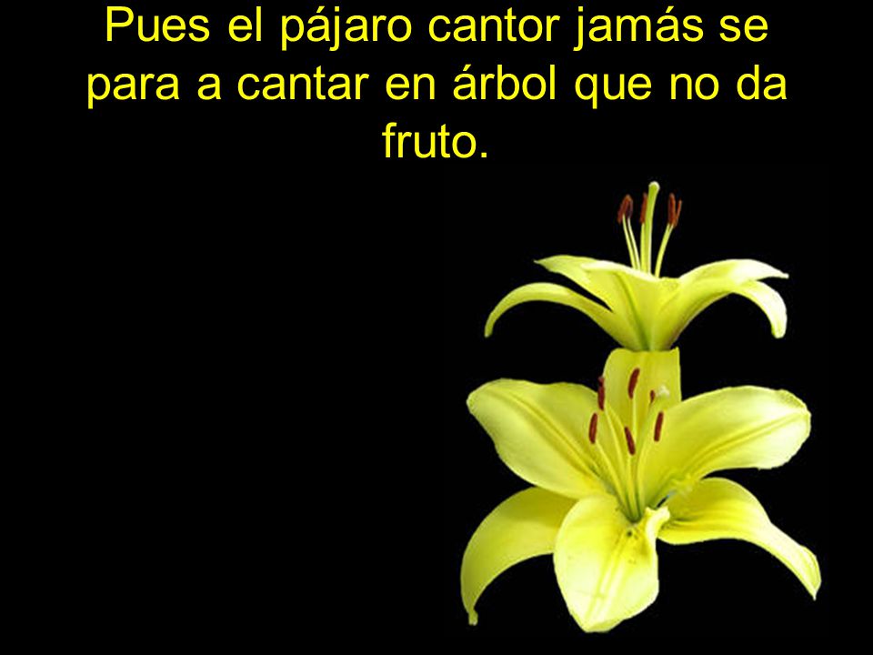 Pues el pájaro cantor jamás se para a cantar en árbol que no da fruto.