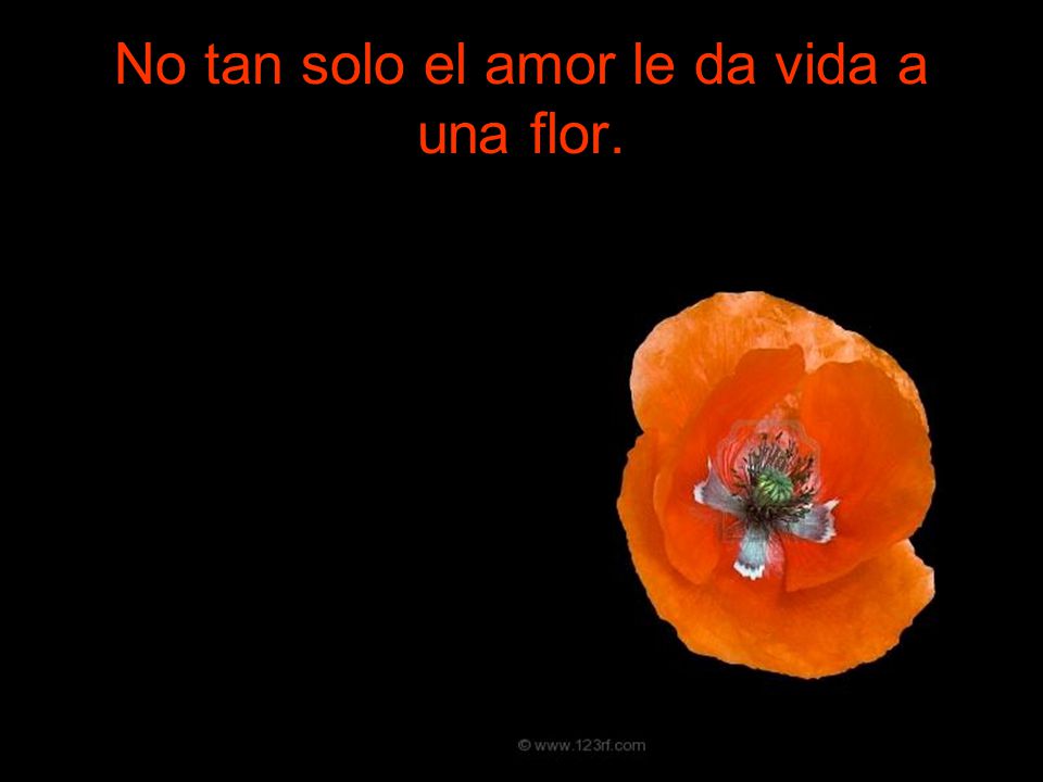 No tan solo el amor le da vida a una flor.