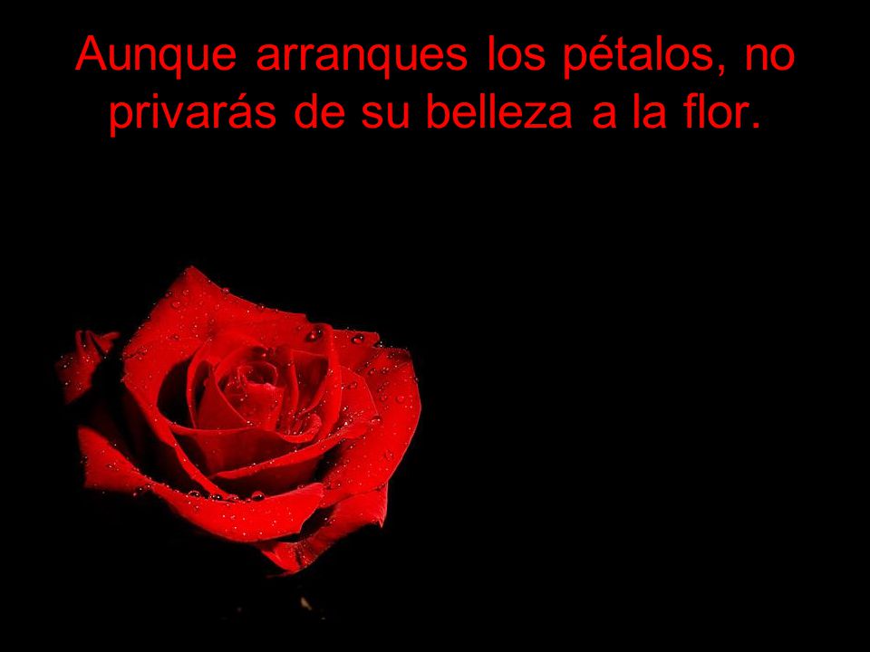 Aunque arranques los pétalos, no privarás de su belleza a la flor.
