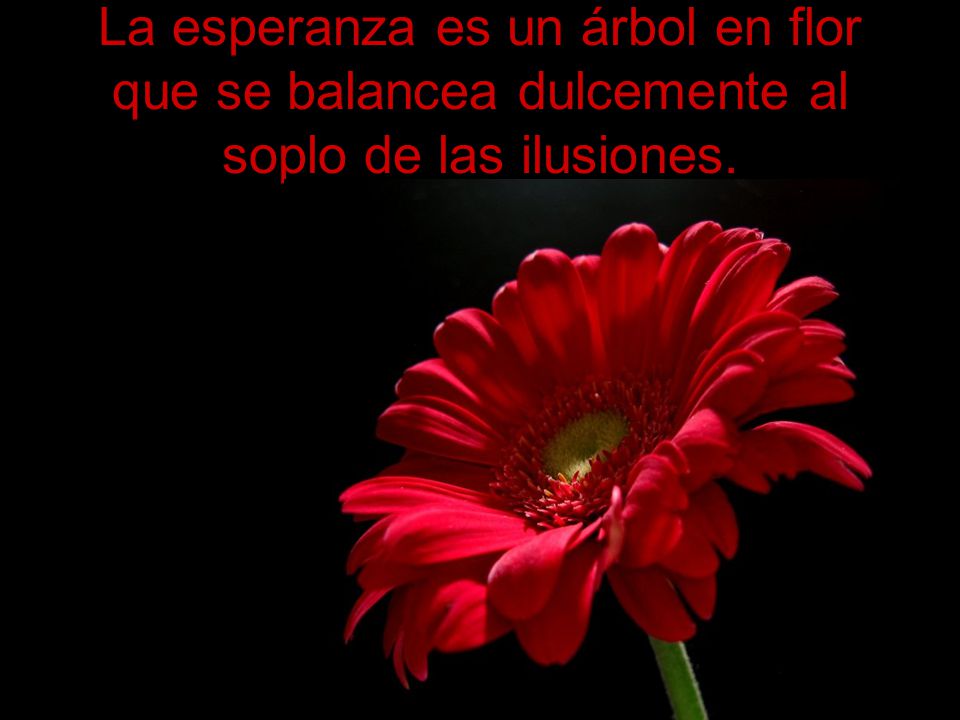 La esperanza es un árbol en flor que se balancea dulcemente al soplo de las ilusiones.