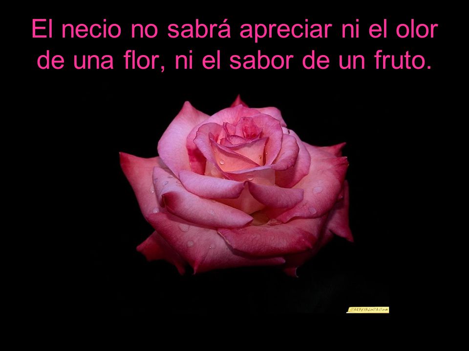 El necio no sabrá apreciar ni el olor de una flor, ni el sabor de un fruto.