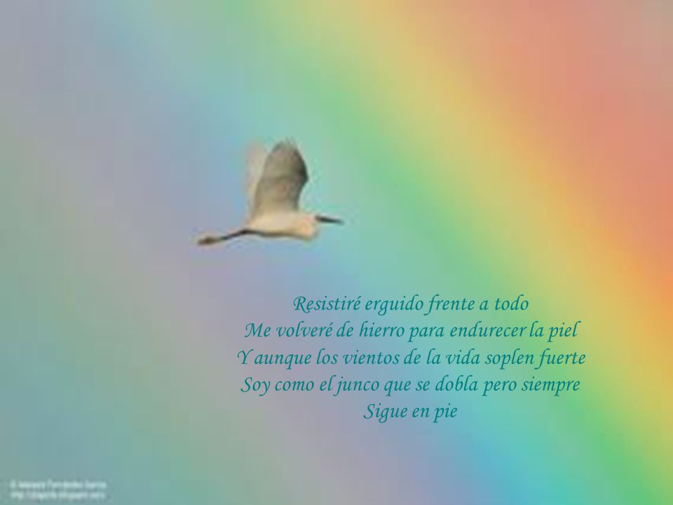 Resistiré erguido frente a todo Me volveré de hierro para endurecer la piel Y aunque los vientos de la vida soplen fuerte Soy como el junco que se dobla pero siempre Sigue en pie