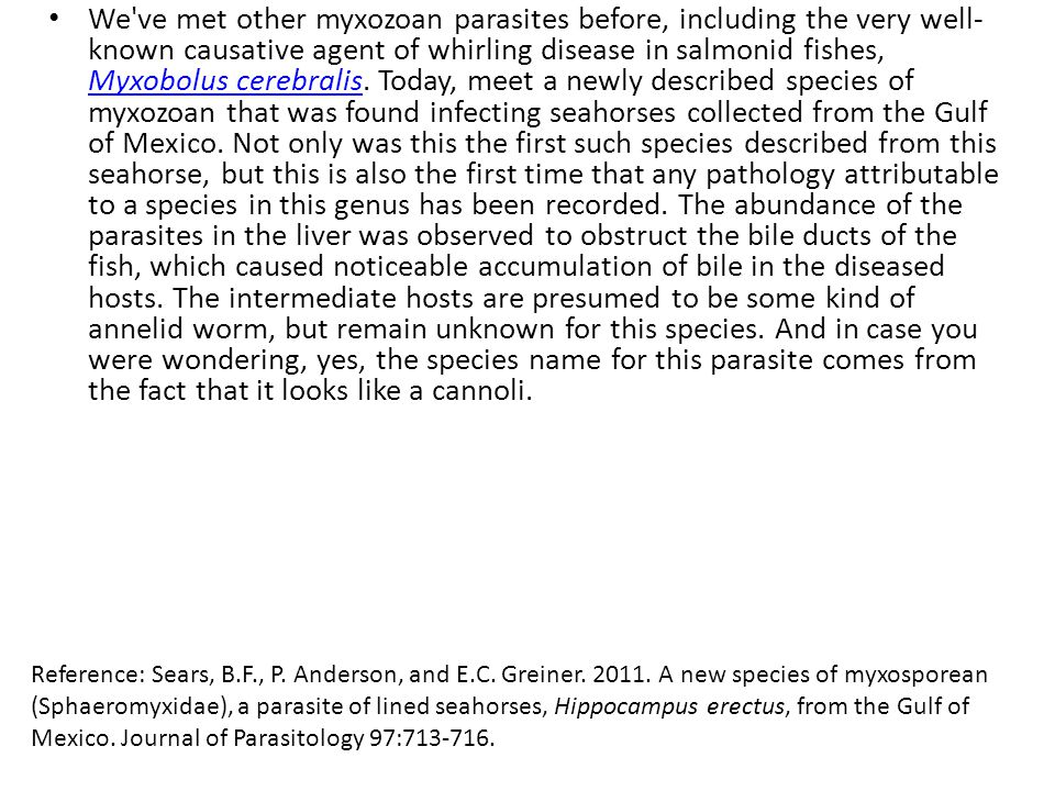 We ve met other myxozoan parasites before, including the very well-known causative agent of whirling disease in salmonid fishes, Myxobolus cerebralis. Today, meet a newly described species of myxozoan that was found infecting seahorses collected from the Gulf of Mexico. Not only was this the first such species described from this seahorse, but this is also the first time that any pathology attributable to a species in this genus has been recorded. The abundance of the parasites in the liver was observed to obstruct the bile ducts of the fish, which caused noticeable accumulation of bile in the diseased hosts. The intermediate hosts are presumed to be some kind of annelid worm, but remain unknown for this species. And in case you were wondering, yes, the species name for this parasite comes from the fact that it looks like a cannoli.