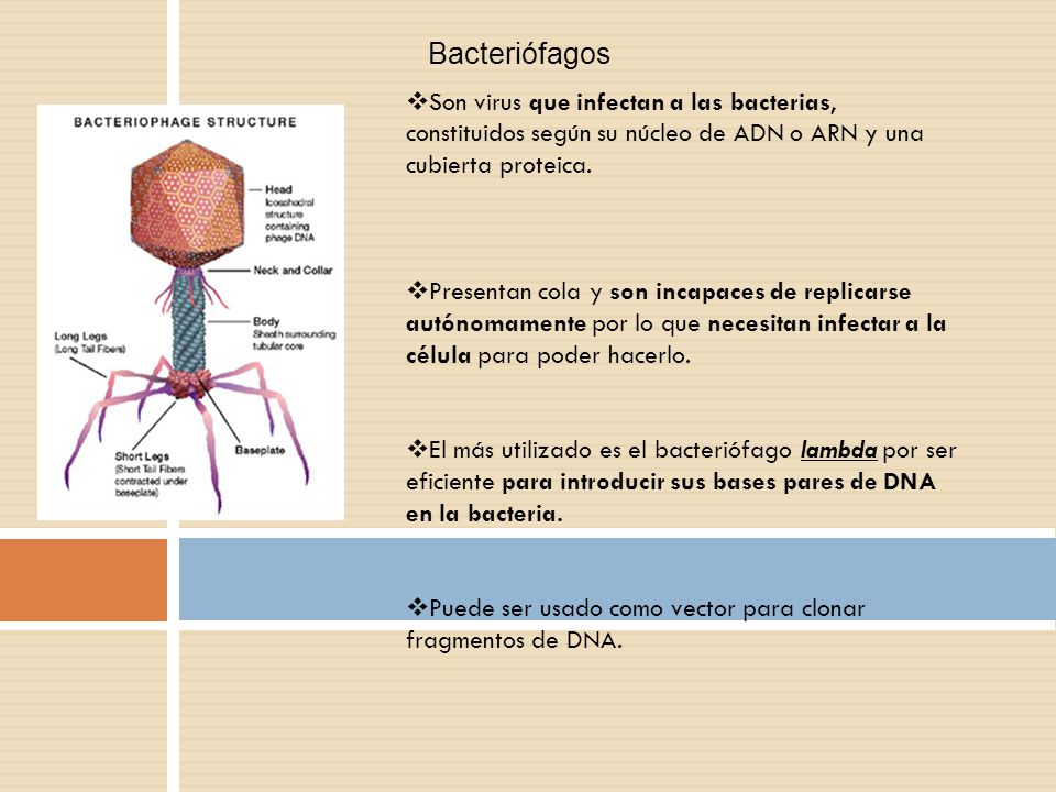 Bacteriófagos Son virus que infectan a las bacterias, constituidos según su núcleo de ADN o ARN y una cubierta proteica.