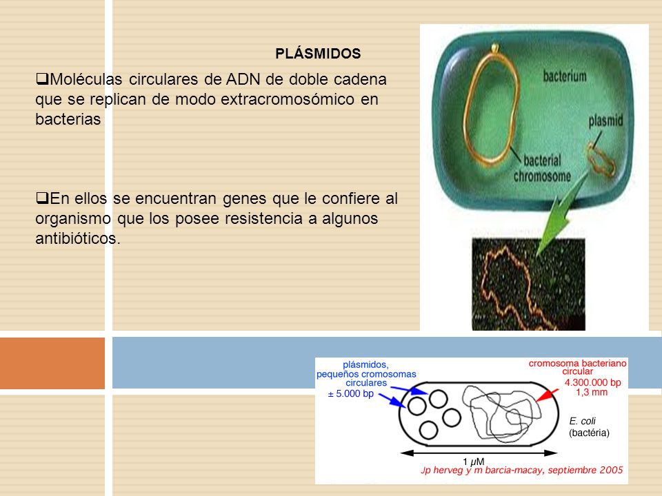 PLÁSMIDOS Moléculas circulares de ADN de doble cadena que se replican de modo extracromosómico en bacterias.