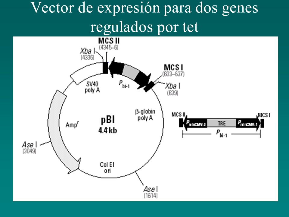 Vector de expresión para dos genes regulados por tet