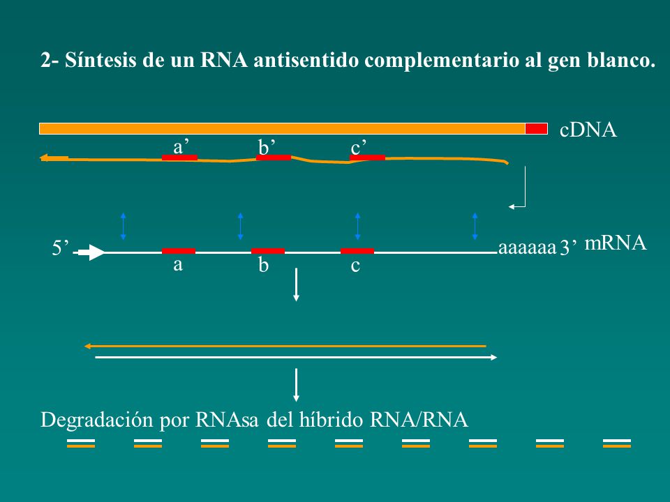 2- Síntesis de un RNA antisentido complementario al gen blanco.