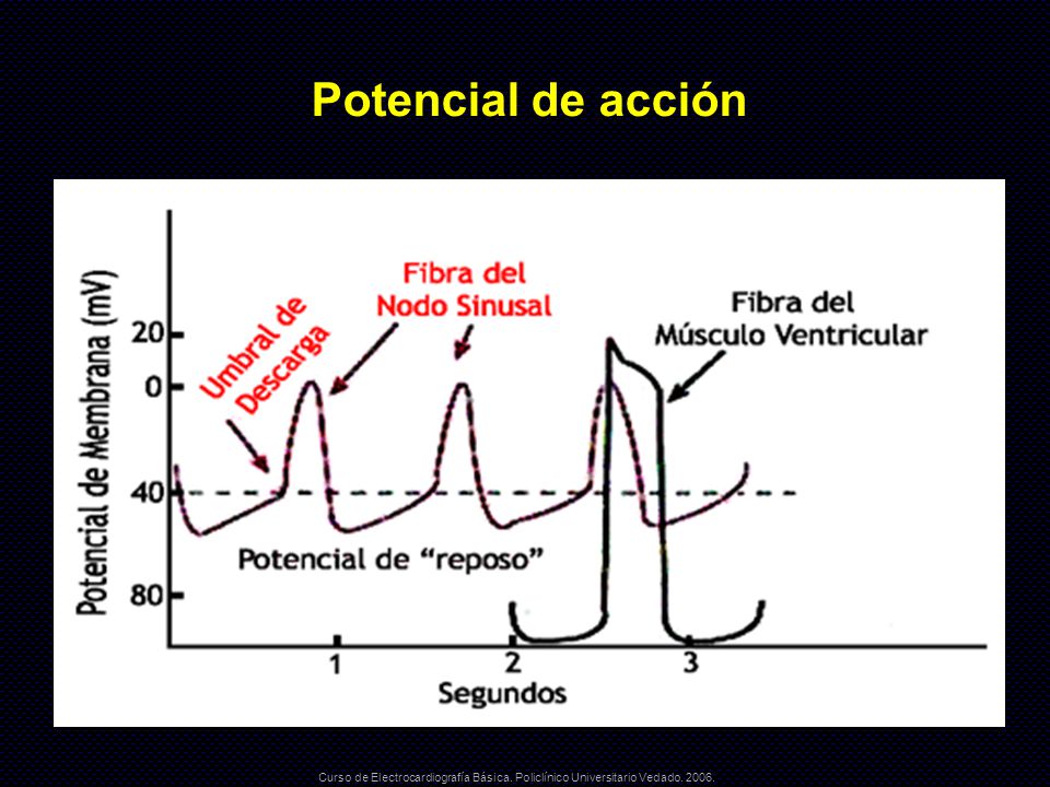 Potencial de acción Curso de Electrocardiografía Básica. Policlínico Universitario Vedado
