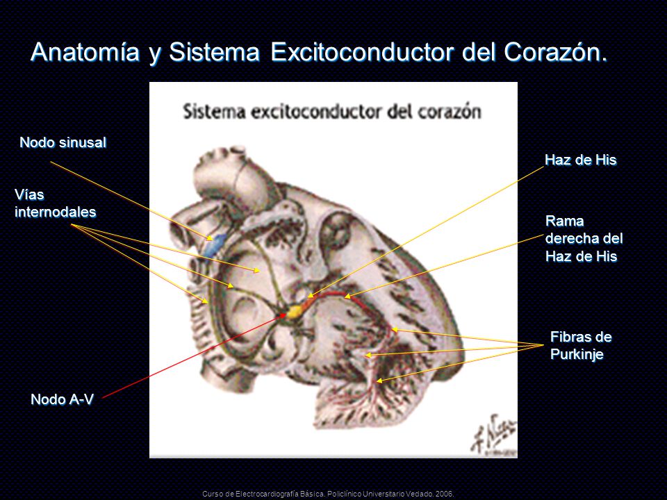 Anatomía y Sistema Excitoconductor del Corazón.