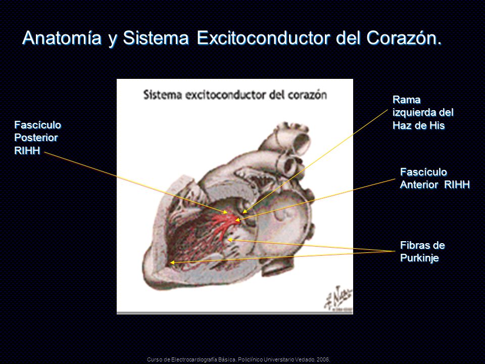 Anatomía y Sistema Excitoconductor del Corazón.