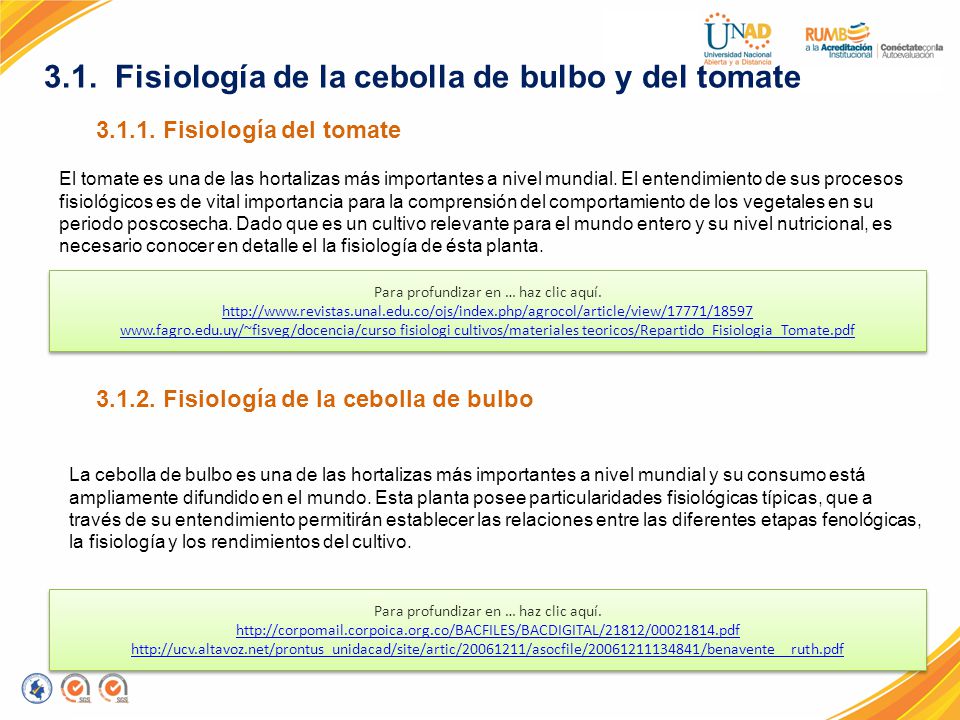 3.1. Fisiología de la cebolla de bulbo y del tomate