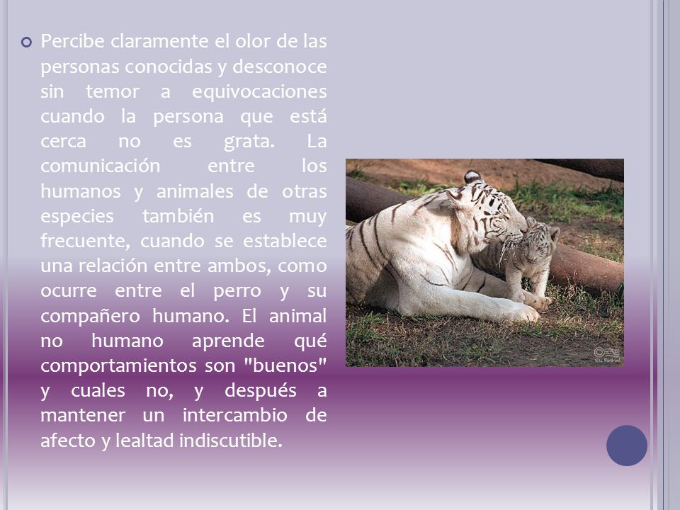 Percibe claramente el olor de las personas conocidas y desconoce sin temor a equivocaciones cuando la persona que está cerca no es grata.