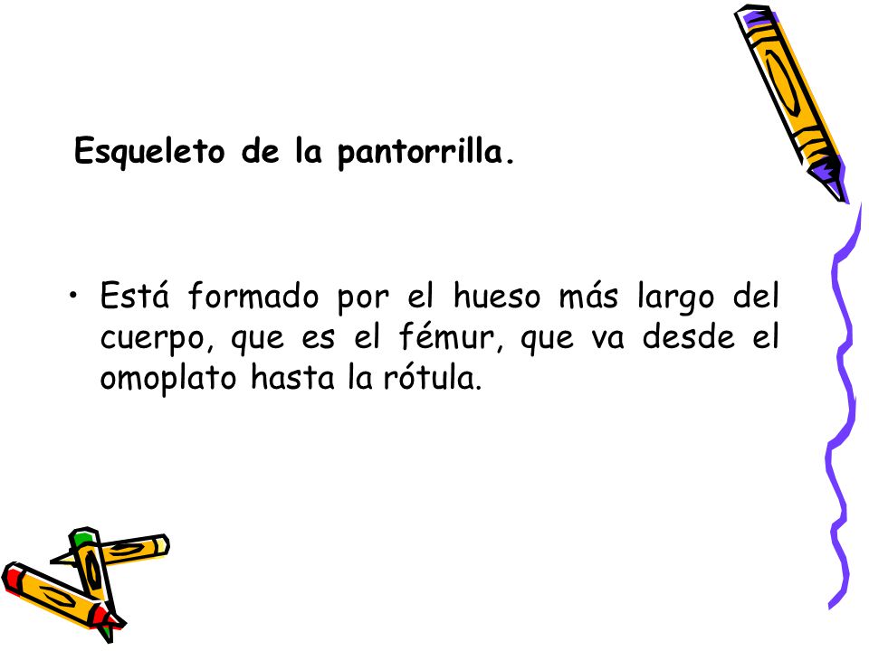 Esqueleto de la pantorrilla.