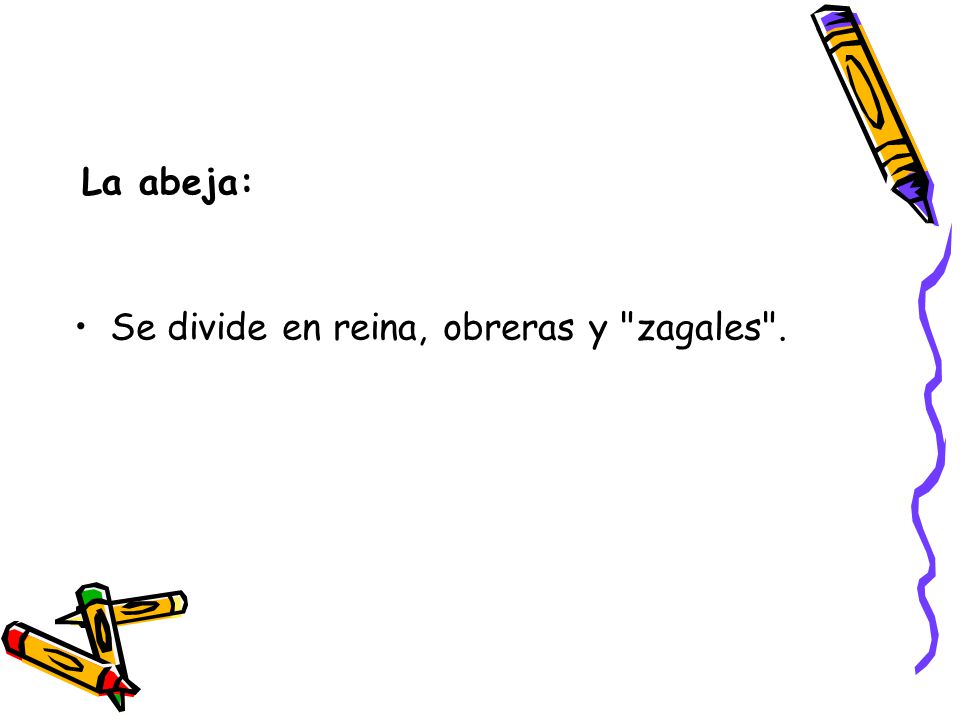 La abeja: Se divide en reina, obreras y zagales .