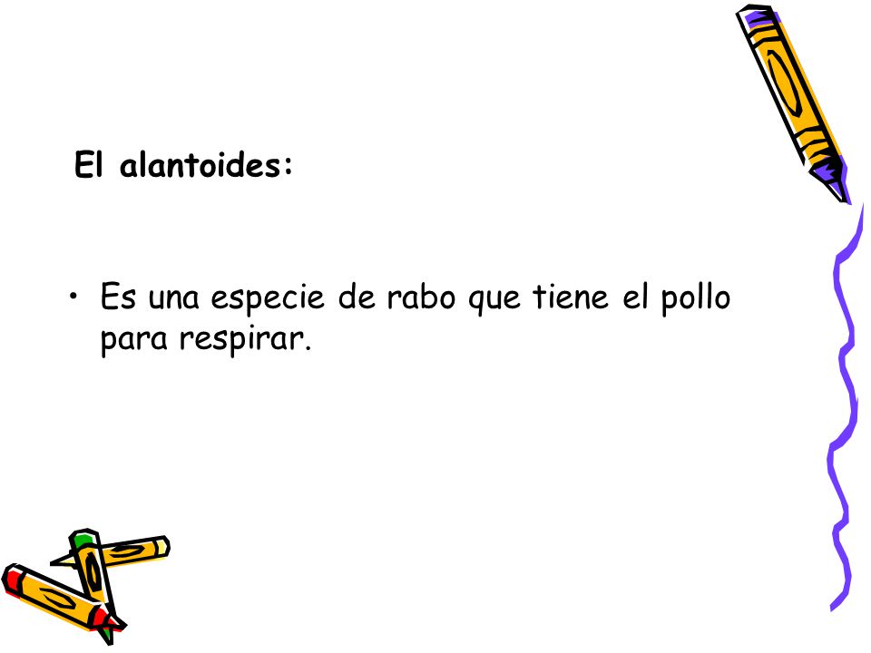 El alantoides: Es una especie de rabo que tiene el pollo para respirar.